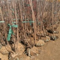 廠家直銷3公分的臘梅樹，量大優(yōu)惠