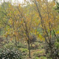 一年生的臘梅小苗市場價格是多少