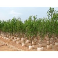 花石榴基地常年銷售大小規(guī)格樹苗，提供技術(shù)指導(dǎo)