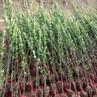 基地直銷2.2米高北海道黃楊，江蘇只賣12元