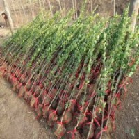 江蘇北海道黃楊基地1米裝車價(jià)格是2.5元