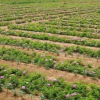 基地直供精油含量高耐鹽堿綠化玫瑰苗