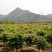 供應(yīng)雞爪槭7公分到24公分紅楓8到18公分