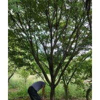 供應(yīng)雞爪槭7公分到24公分紅楓8到18公分
