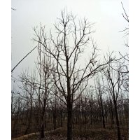 18公分柿子樹價格（樹苗）