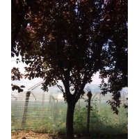 長(zhǎng)期供應(yīng)各種綠植苗木櫻花,黑松,染井吉野