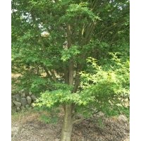 供應(yīng)精品雞爪槭紅楓海棠桂花紅梅紅葉石楠櫻花