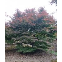 供應(yīng)精品雞爪槭紅楓海棠桂花紅梅櫻花紅葉石楠