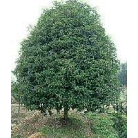 供應(yīng)精品雞爪槭紅楓海棠紅葉李紫薇櫻花桂花無患子