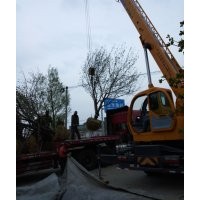 八棱海棠樹價格