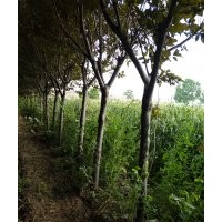 種植家庭農(nóng)場紫葉李5至8,紅葉李5至8,西服海堂5至8