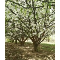 精品八棱海棠樹(shù)價(jià)格 八棱海棠之鄉(xiāng)河北懷來(lái)(圖)