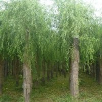 刺槐 刺槐基地 刺槐小苗 平頭刺槐