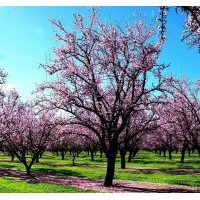 哪里有5公分櫻花苗？樹形好的