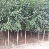榆樹產(chǎn)地，榆樹，9公分榆樹價格