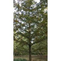 銀杏苗木批發(fā)零售