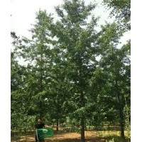 銀杏批發(fā)價格