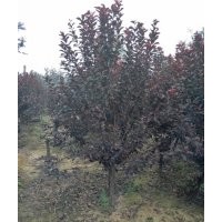 紅葉李_紅葉李價(jià)格_紅葉李圖片