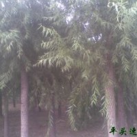 刺槐 洋槐 刺槐基地 刺槐圖片