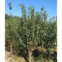 供應3-12公分紅梅