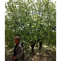 精品八棱海棠樹報(bào)價(jià) 八棱海棠價(jià)格