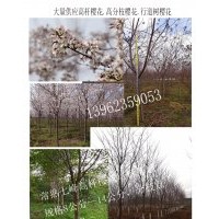 大量供應(yīng)高桿櫻花