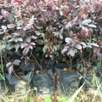 南寧供應(yīng)黃素梅，紅繼木地被苗