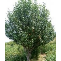 精品八棱海棠樹8公分高度300冠幅200分支點60CM