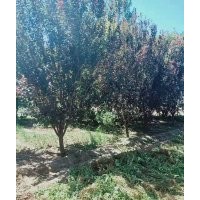 供應(yīng)4公分6公分8公分10公分12公分太陽(yáng)李