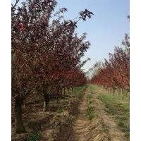 紅葉碧桃綠葉碧桃4公分5公分6公分8公分10公分