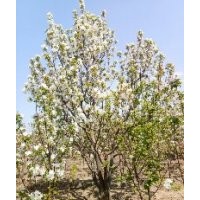 八棱海棠樹之鄉(xiāng) 八棱海棠樹價格