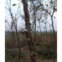 皂角樹苗3-5公分