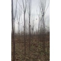 5公分楸樹(shù) 處理20000棵