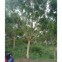 出售藍(lán)花，15公分到25公分的