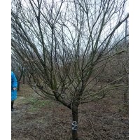 供應(yīng)精品雞爪槭紅楓海棠桂花紅梅櫻花無患子