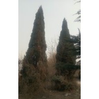 供應(yīng)塔松高度8一10米,11棵