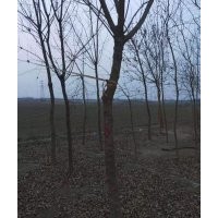 8公分五角楓三級樹5000顆出售