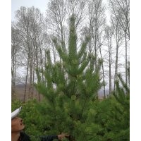 出售內(nèi)蒙古赤峰市克什克騰旗樹苗:定植云杉30杯 1出售內(nèi)蒙古赤峰