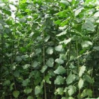 自家苗圃出售速生楊樹苗