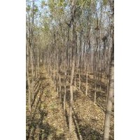 供應(yīng)3㎝一22cm白蠟，3㎝一10㎝國槐，西府海棠，欒樹