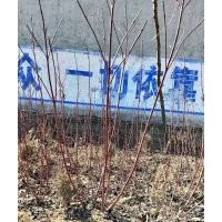 紅瑞木，大葉黃楊，連翹，丁香，金葉女貞，小葉黃楊，金葉榆，北