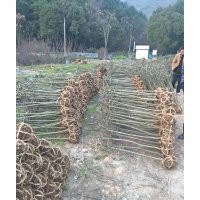 供應(yīng)精品2/3/4/5公分海棠雞爪槭紅楓早櫻晚櫻紅梅玉蘭