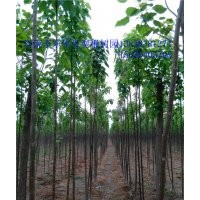 周口處理楸樹6.7.8.9.10.11公分楸樹