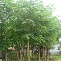 哪里能買到便宜的5-10公分的構樹？