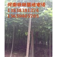 精品楸樹7公分