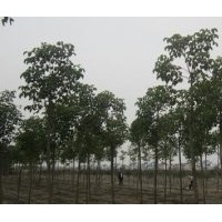 銷售16公分重陽木報(bào)價(jià)南京重陽木基地