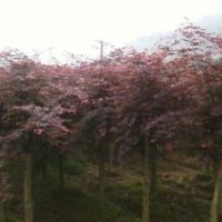 現(xiàn)在8公分美國紅楓報價，精品紅楓基地