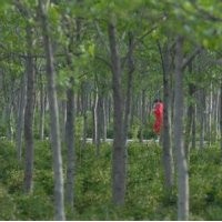 江蘇10公分杜仲價格，15公分杜仲供應