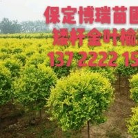 金葉榆基地，合歡價(jià)格，法桐報(bào)價(jià)，河北金葉白蠟