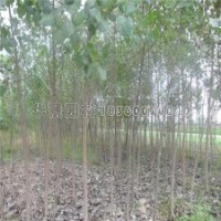 2公分楊樹苗的市場(chǎng)價(jià)格